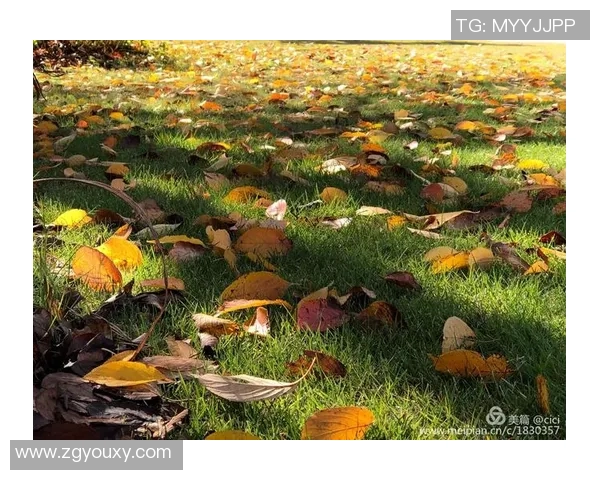 京都与金泽的精彩对决比分揭晓你知道是多少吗